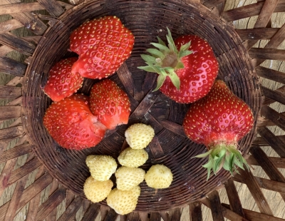 Strawberries, clockwise from left, vescana, garden, and alpine