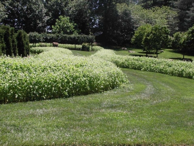 Buckwheat cover crop