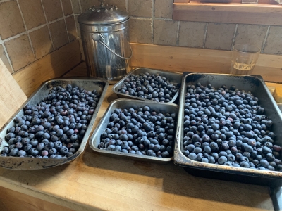 Today's blueberry harvest