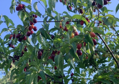 Cornelian cherry fruit