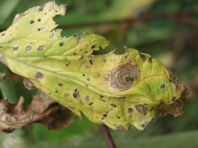 Early blight