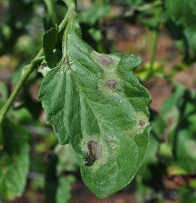 Late blight