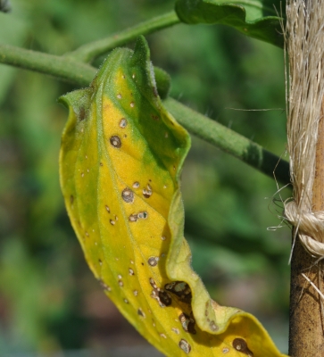 Septoria leaf spot