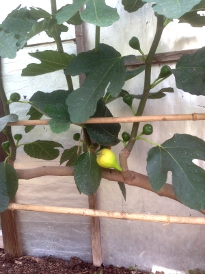 Early figs on old part of stem, later figs developing on new shoot