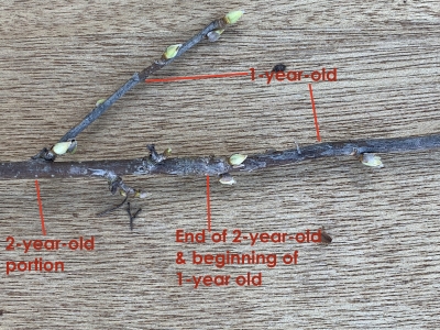 Black currant, 1 and 2-year old stems