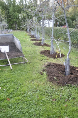 Compost mulch on pears