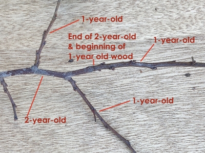 Plum, 2 and 1-year old wood