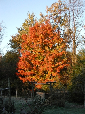 Sugar maple