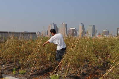 Brooklyn Grange