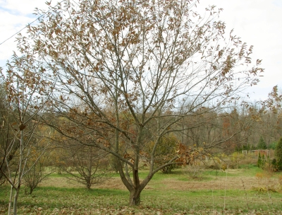 Chestnut tree in autumn