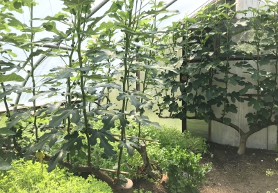 Fig trees in greenhouse