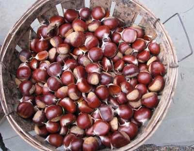 Chestnuts in a basket