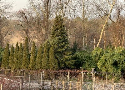My 30-year-old balsam fir