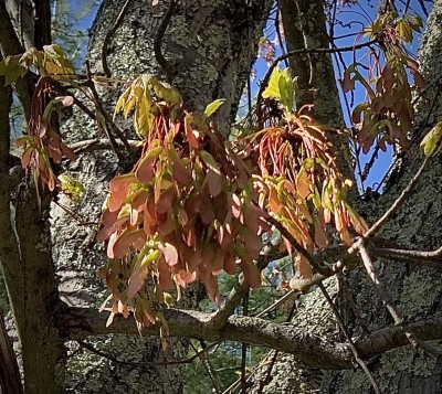 Red maple seeds in early summer