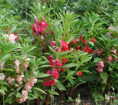Garden balsam