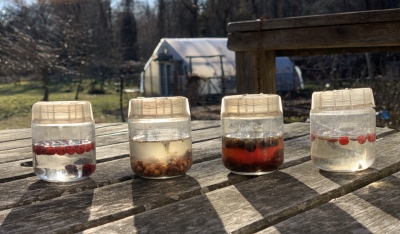 Winterberry, Nanking cherry, black tupelo, and winterberry seeds