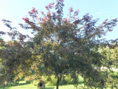 Honeylocust
