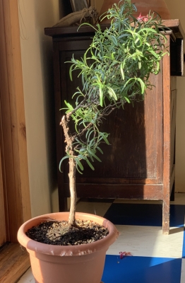Rosemary, half survived