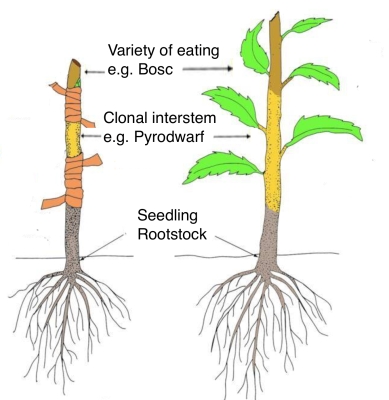 Parts of interstem tree