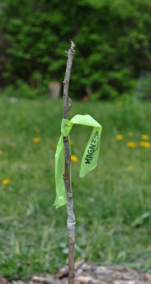 Grated tree, year 1