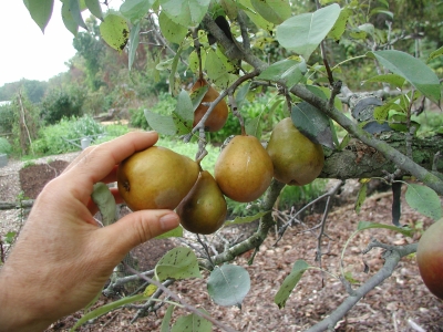 Picking Seckel pear