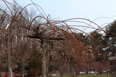 Kiwi vine, before pruning