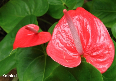 Anthurium