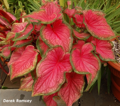 Caladium
