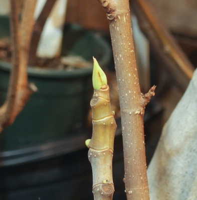Fig starting to wake up