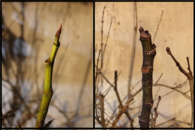 Fig stems, dormant