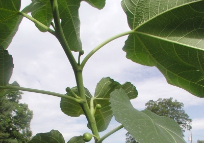 Fig fruits developing on new growth