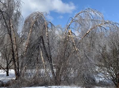 Birches broken by ice