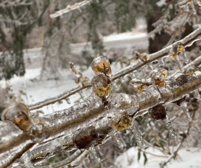 Witchhazel flowers encased in ice