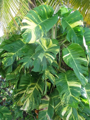 Variegated philodendron
