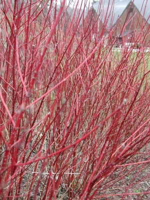 Red-osier dogwood stems in winter