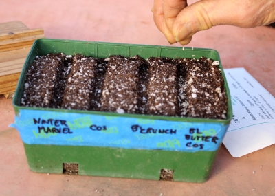 Sowing lettuce seeds in flats