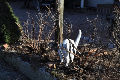 Cat is ready to prune