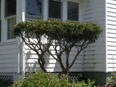 Deer pruned yew