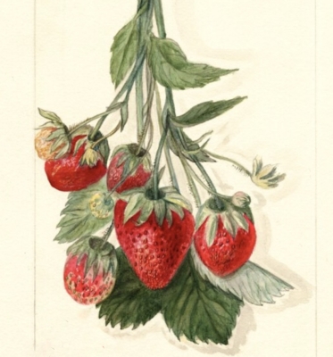 Epsey strawberry, painted in 1911