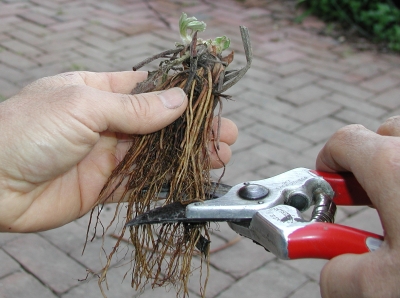 Trimming strawberry roots