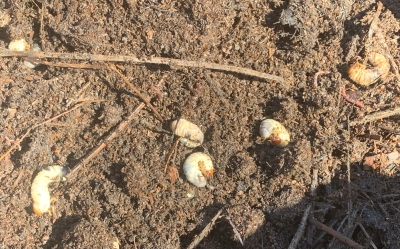 Grubs in compost