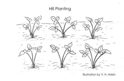 Strawberry hill planting