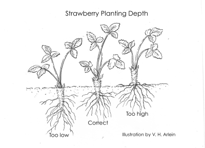 Strawberry planting depth illustration