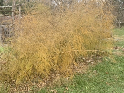 Asparagus, yellowing foliage