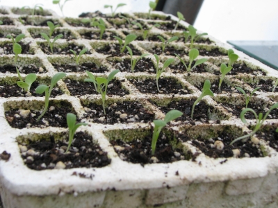 Lettuce seedlings
