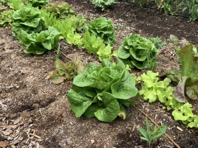 Corn sprouting among lettuces