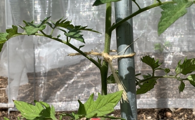 Tomato plant, tied