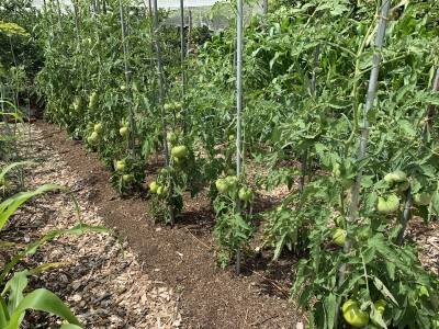 Staked tomatoes