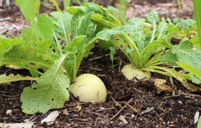 Hakurei turnips 38 days after planting