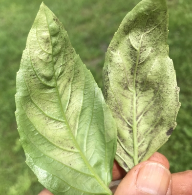 Basil downy mildew, leaf underside